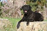 CANE CORSO 377